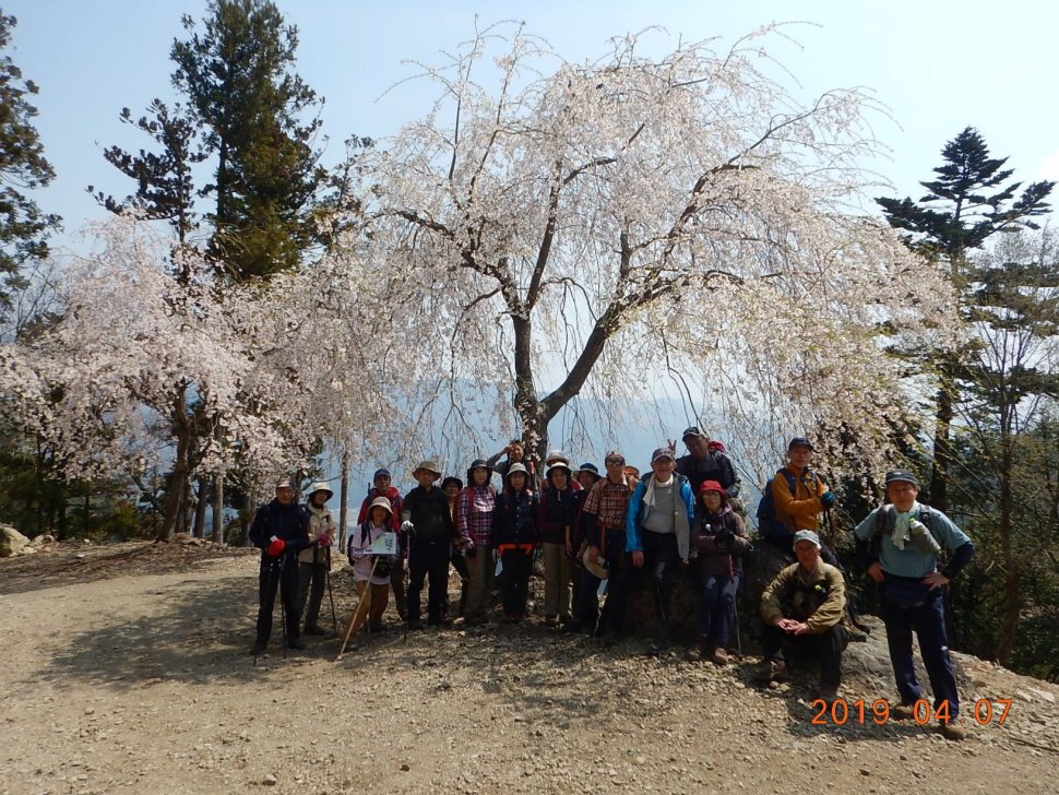 桜の下写真