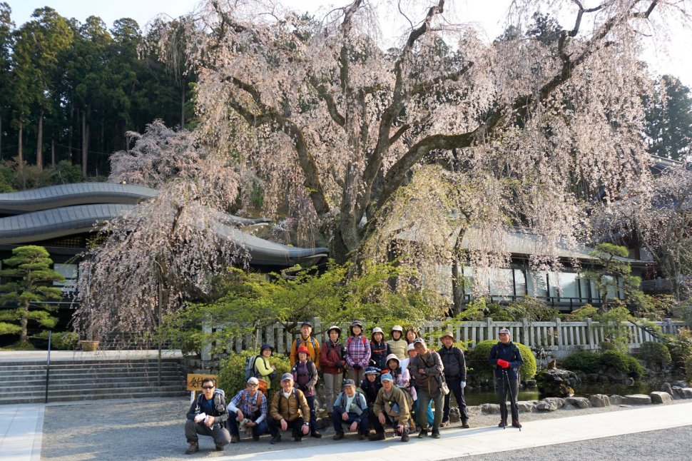 桜集合写真