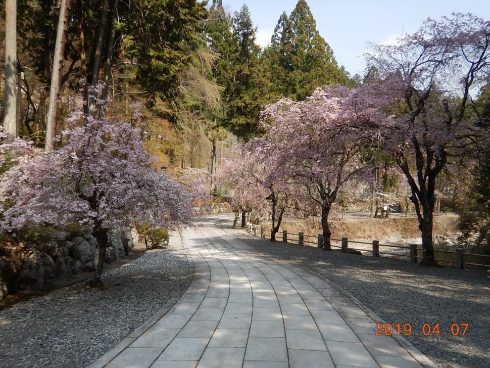 桜道