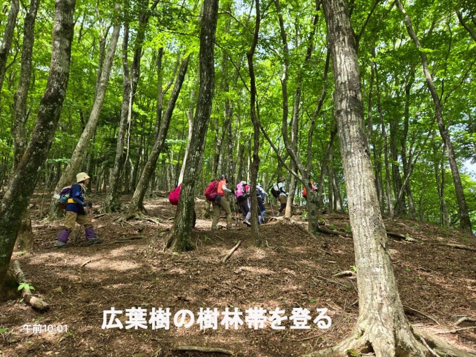 広葉樹の樹林帯を登る_0