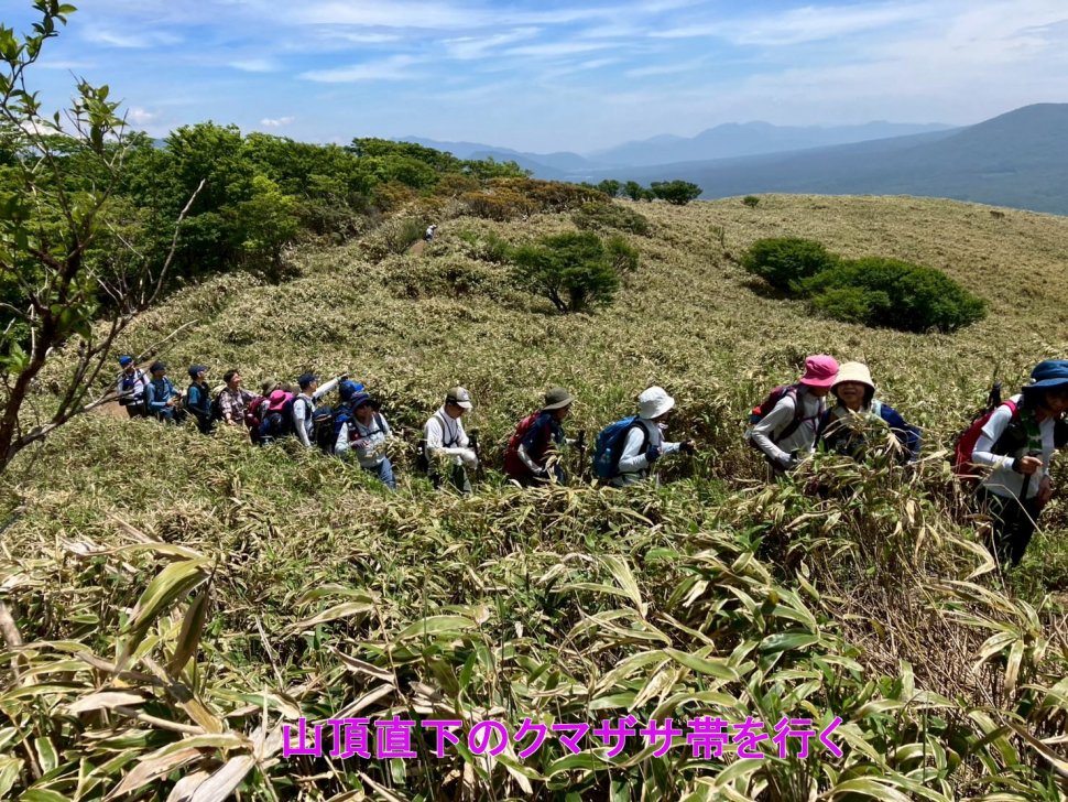 山頂直下のクマザサ帯を行く_0