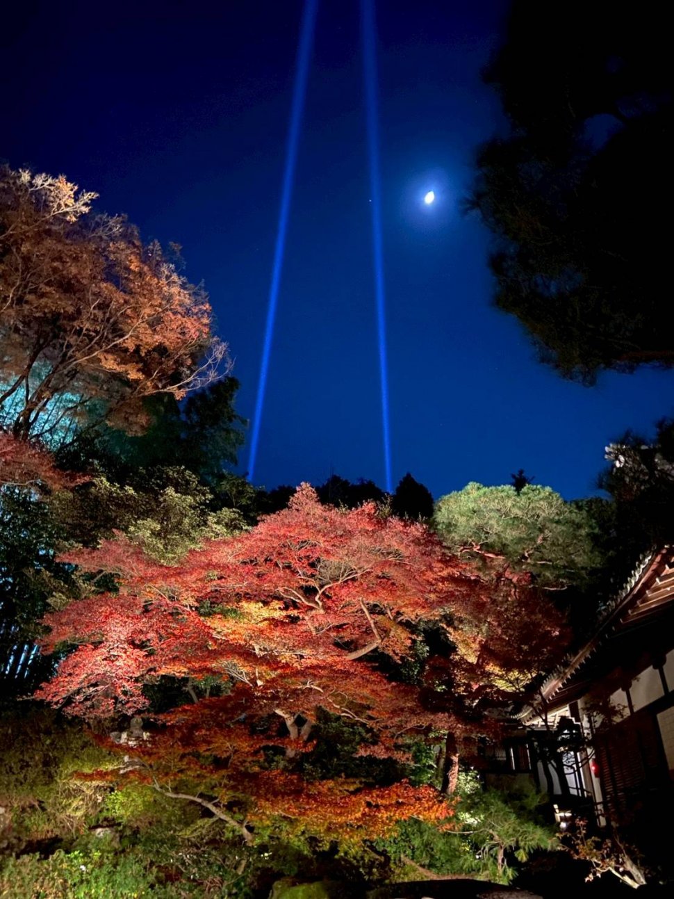 青蓮院ライトアップ