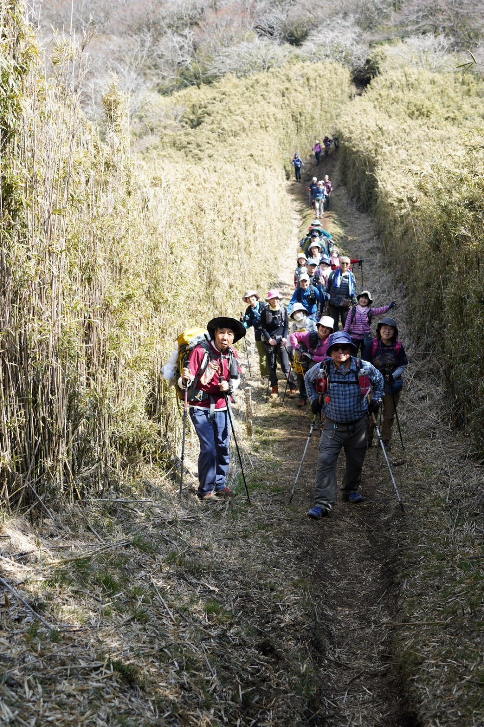 ハコネザサに囲まれた稜線を歩く