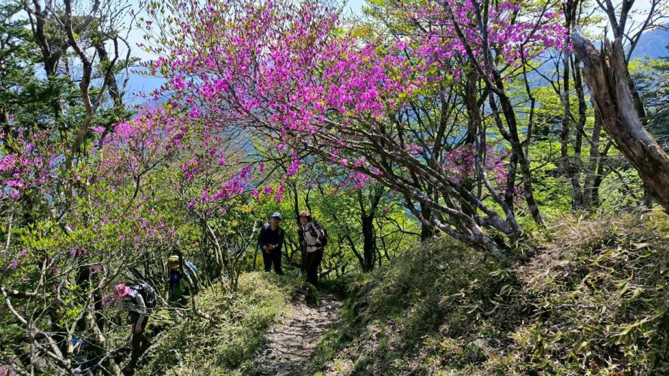 ツツジの群生、見頃