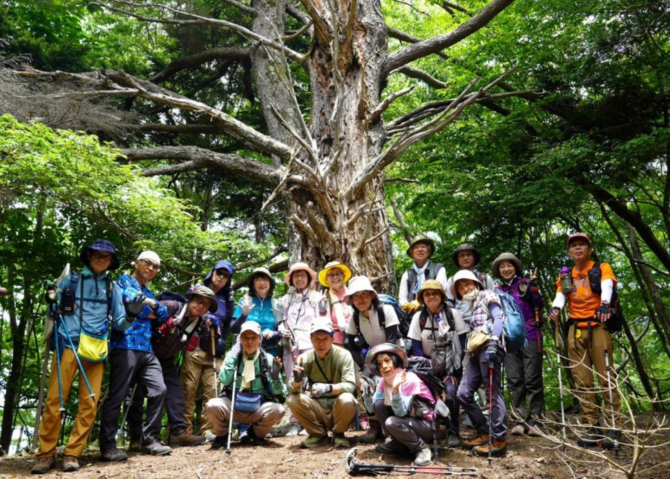 樹齢凡そ5百年の大ツガ